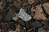 TabSimcoMine_060330_17.JPG TabSimcoMine_060330_17.JPG