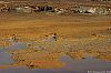 WillScarlet_060401_03.JPG WillScarlet_060401_03.JPG