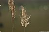 WillScarlet_060401_09.JPG WillScarlet_060401_09.JPG