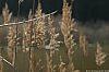 WillScarlet_060401_10.JPG WillScarlet_060401_10.JPG