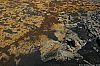 WillScarlet_060401_15.JPG WillScarlet_060401_15.JPG