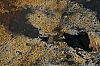 WillScarlet_060401_16.JPG WillScarlet_060401_16.JPG