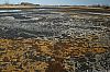 WillScarlet_060401_17.JPG WillScarlet_060401_17.JPG